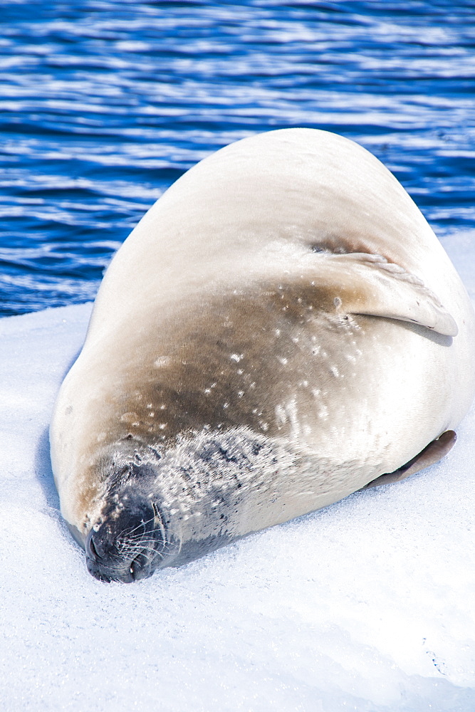 Leopard seal (Hydrurga leptonyx) lying on an ice shelf, Cierva Cove, Antarctica, Polar Regions 