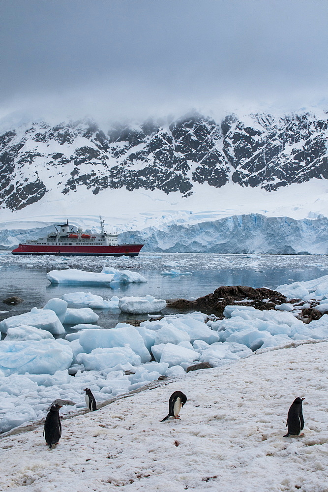 Cruise ship behind a Penguin colony, Neko Habour, Antarctica, Polar Regions 