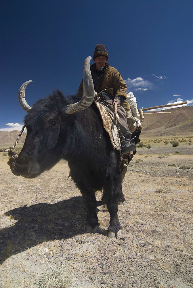 Man riding a yak, Pamir Highway, Tajikistan, Central Asia, Asia