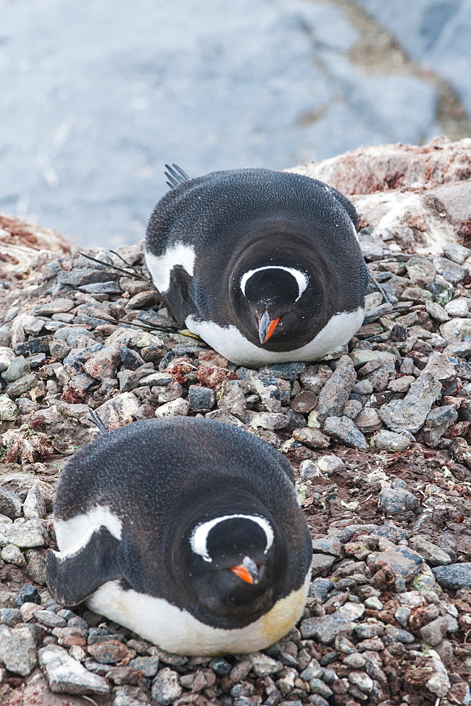 Adelie penguins (Pygoscelis adeliae), Port Lockroy research station, Antarctica, Polar Regions