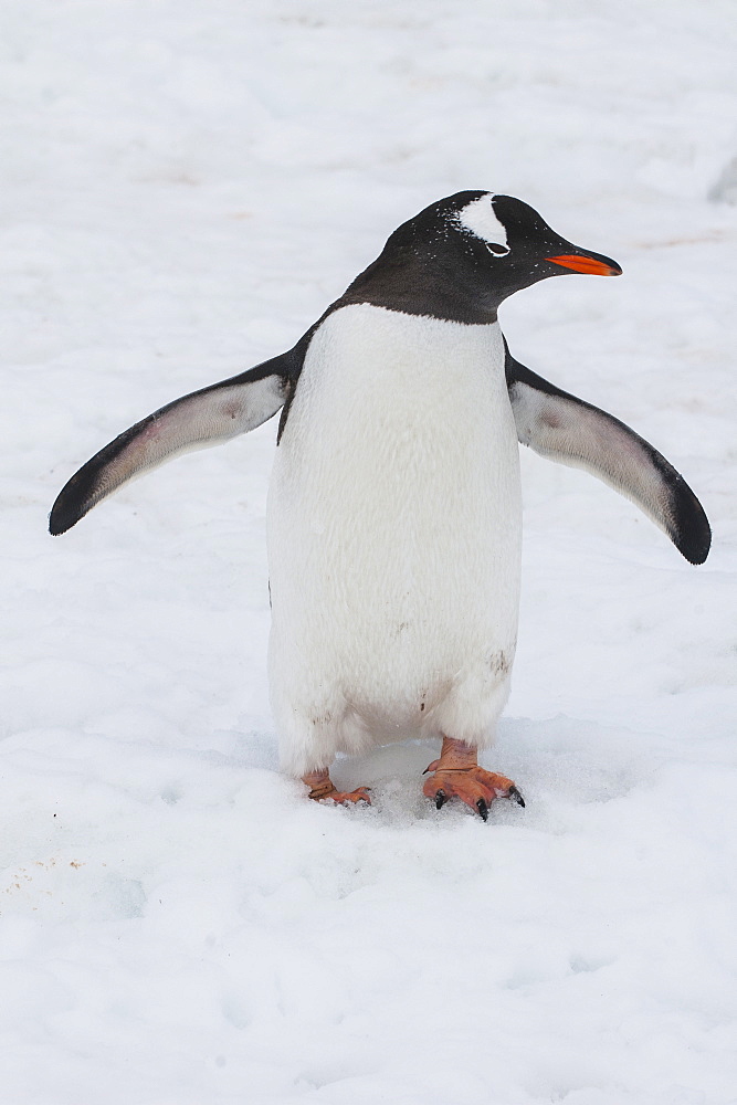 Adelie penguin (Pygoscelis adeliae), Port Lockroy research station, Antarctica, Polar Regions