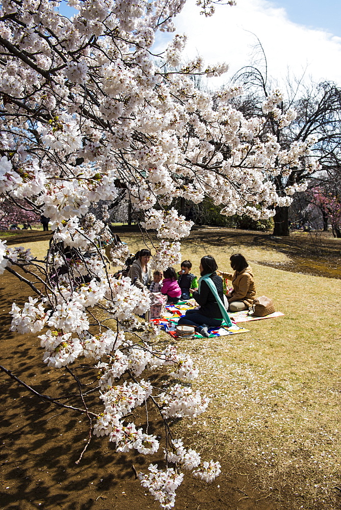 Picnic in the cherry blossom in the Shinjuku-Gyoen Park, Tokyo, Japan, Asia