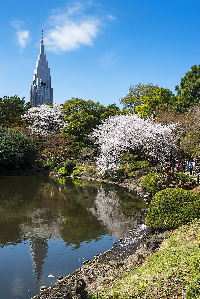 Cherry blossom in the Shinjuku-Gyoen Park, Tokyo, Japan, Asia