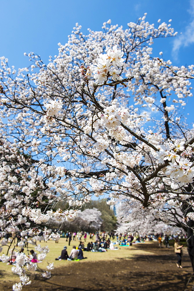 Picnic in the cherry blossom in the Shinjuku-Gyoen Park, Tokyo, Japan, Asia