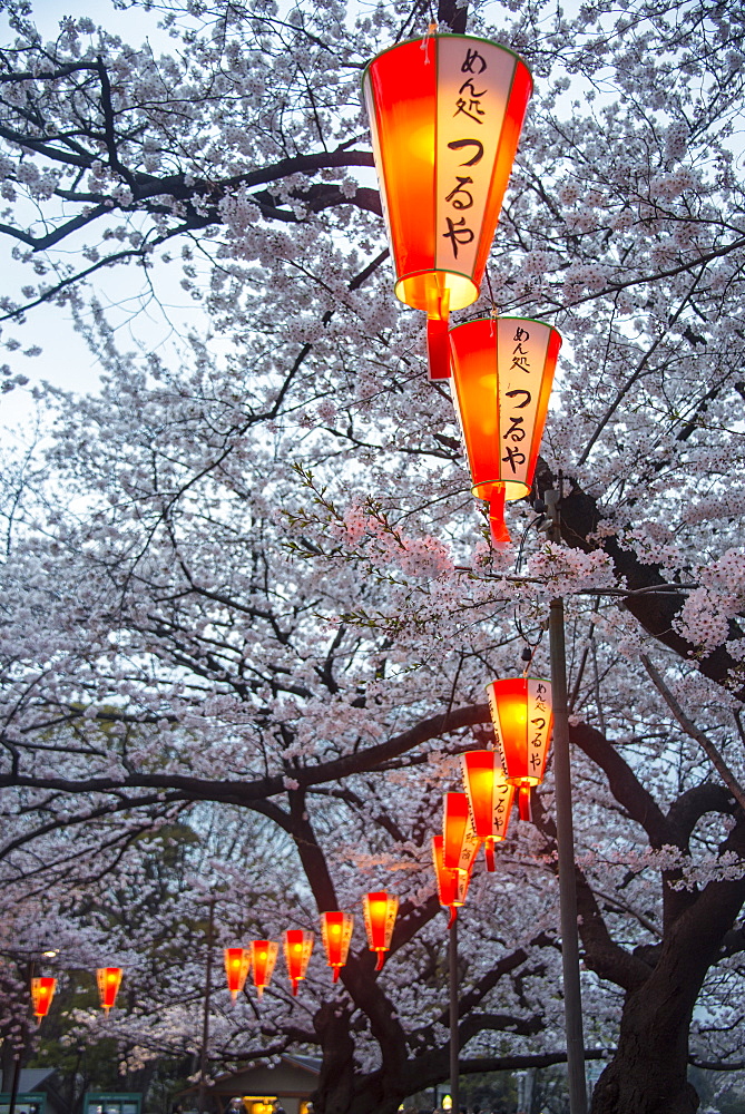 Red lanterns illuminating the cherry blossom in the Ueno Park, Tokyo, Japan, Asia