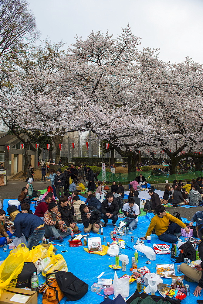 Picnic under the Cherry blossom in the Ueno Park, Tokyo, Japan, Asia