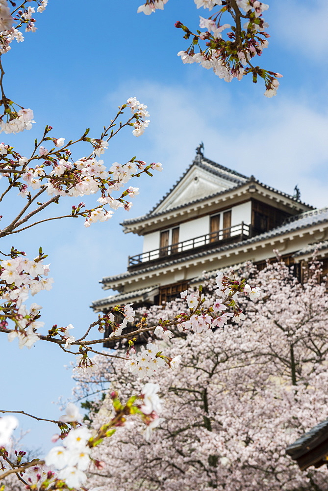 Cherry blossom in the Matsuyama Castle, Shikoku, Japan, Asia