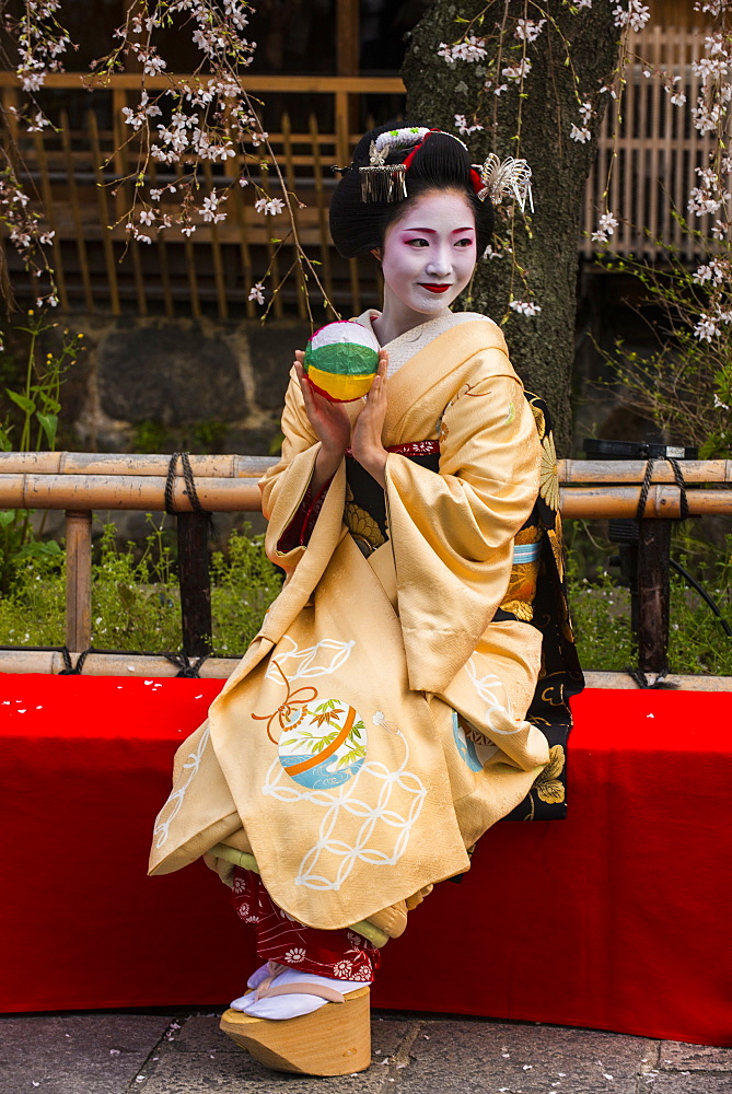 Real Geisha posing before a cherry blossom tree in the Geisha quarter of Gion in Kyoto, Japan, Asia