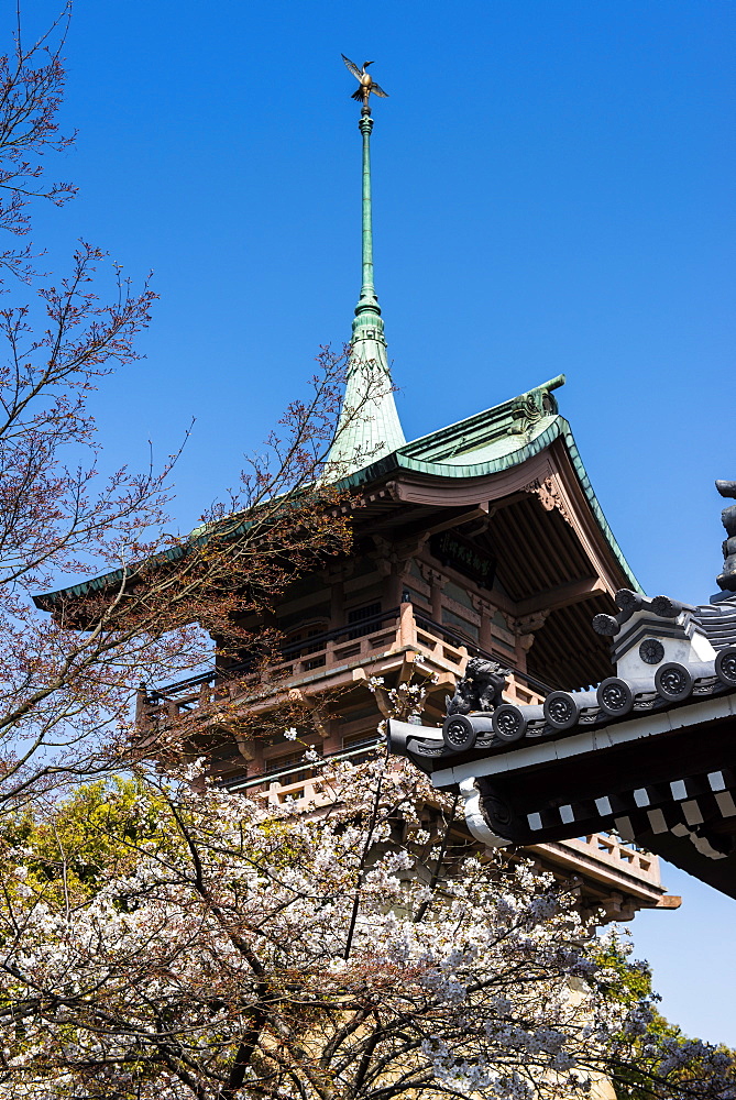 Pagoda in the cherry blossom in the Maruyama-Koen Park, Kyoto, Japan, Asia