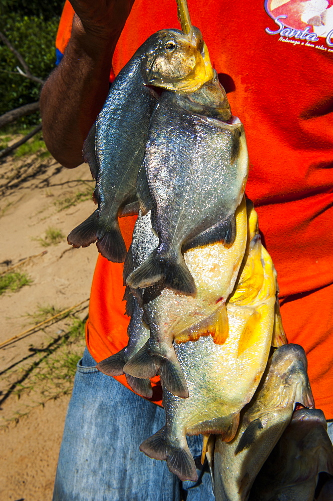 Man holding a piranha (Serrasalmidae) in his hand in the Pantanal, Brazil, South America