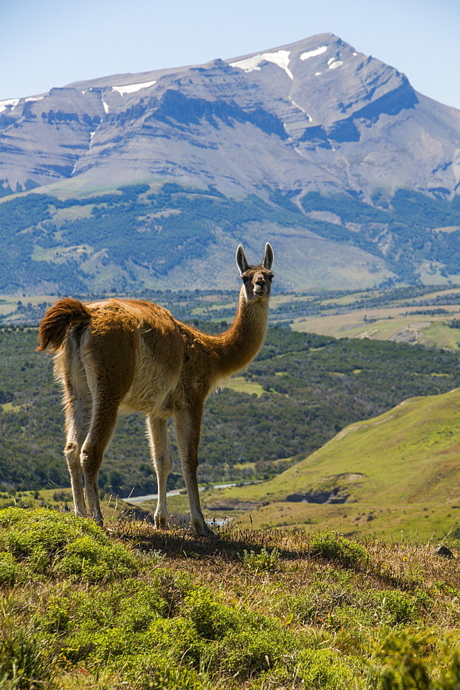 Guanaco (Lama Guanicoe), Torres del Paine National Park, Patagonia, Chile, South America