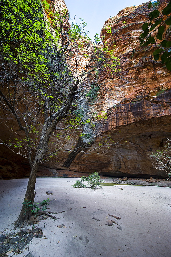 Cathedral Gorge in the Purnululu National Park, UNESCO World Heritage Site, Bungle Bungle mountain range, Western Australia, Australia, Pacific