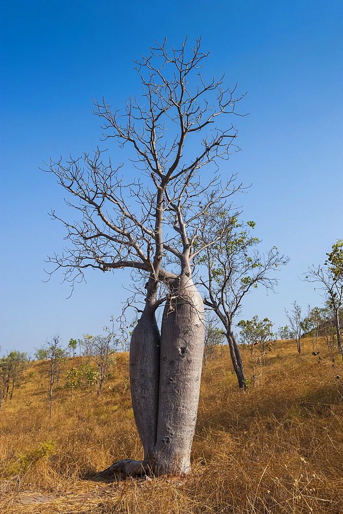 Couple baobab tree above the Grotto Gorge near Wyndham, Western Australia, Australia, Pacific 