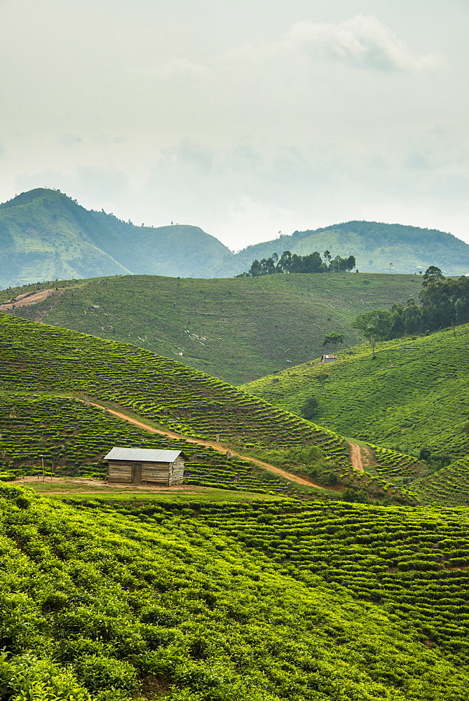 Tea plantation in the mountains of southern Uganda, East Africa, Africa