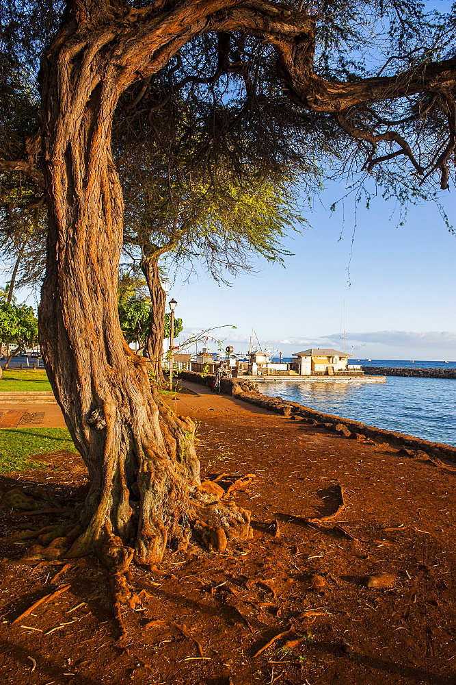 Park on the coast of Lahaina, Maui, Hawaii, United States of America, Pacific