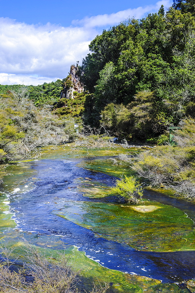 Geothermal river in the Waimangu Volcanic Valley, North Island, New Zealand, Pacific