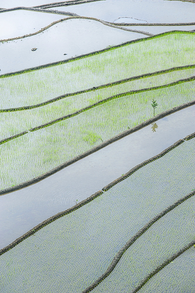 The rice terraces of Banaue, UNESCO World Heritage Site, Northern Luzon, Philippines, Southeast Asia, Asia