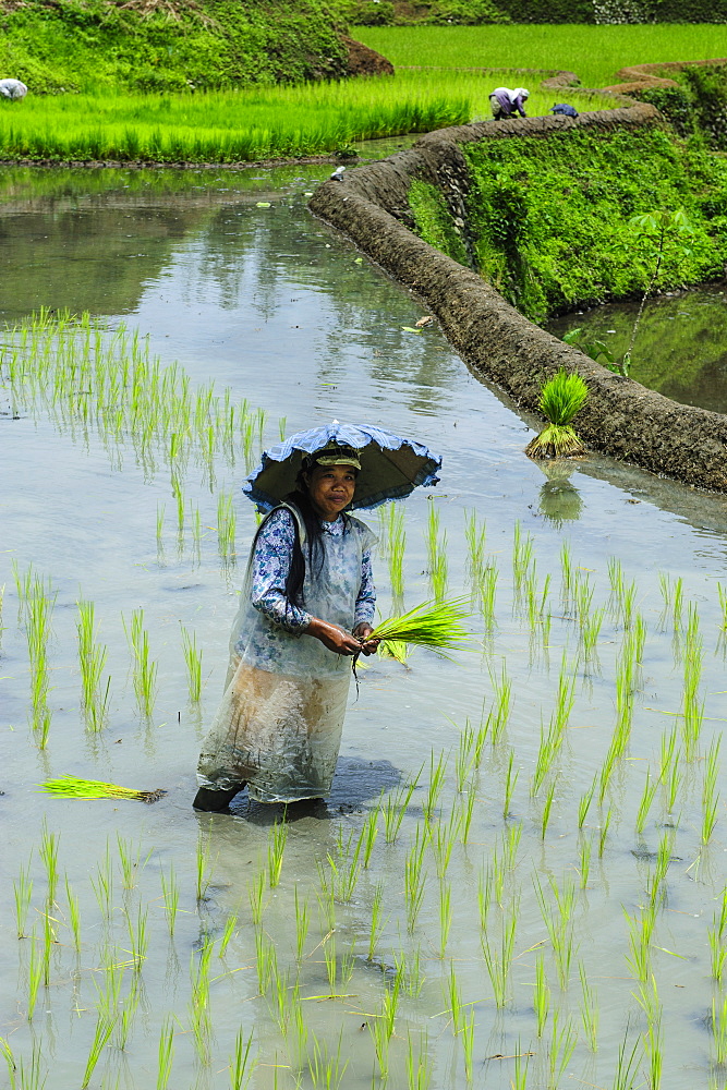 Woman planting in the rice terraces of Banaue, UNESCO World Heritage Site, Northern Luzon, Philippines, Southeast Asia, Asia