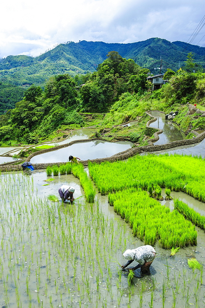 People harvesting in the rice terraces of Banaue, UNESCO World Heritage Site, Northern Luzon, Philippines, Southeast Asia, Asia