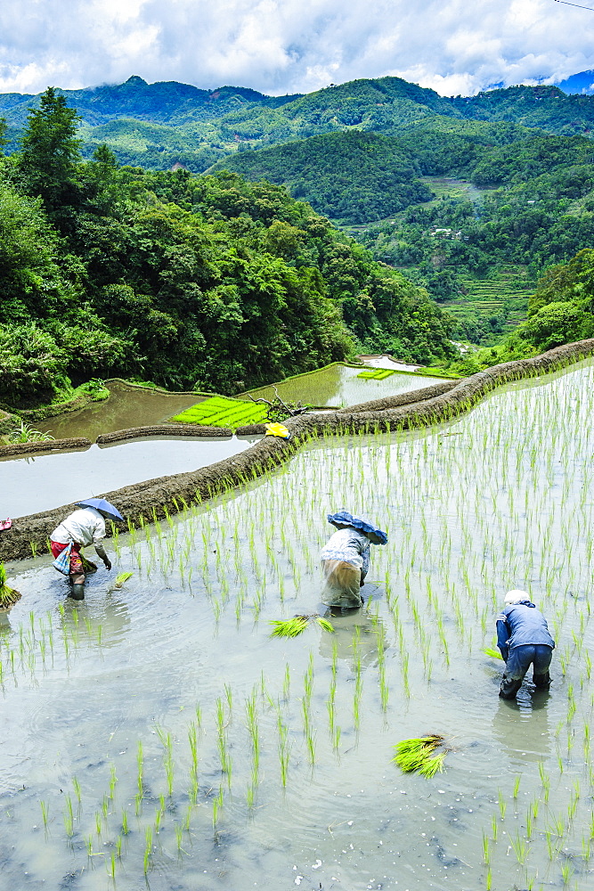 People harvesting in the rice terraces of Banaue, UNESCO World Heritage Site, Northern Luzon, Philippines, Southeast Asia, Asia