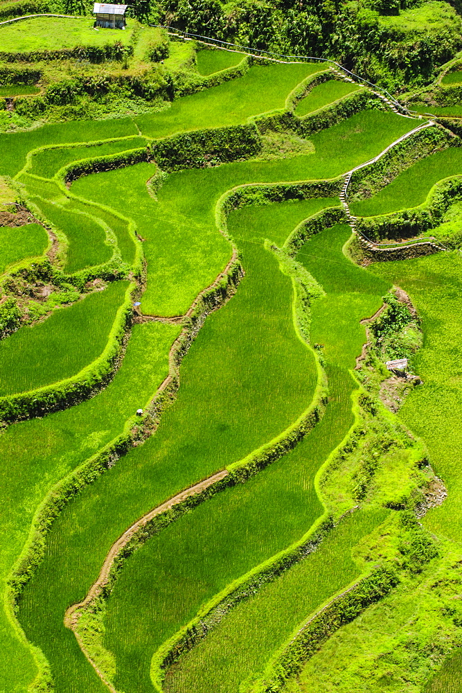 Bangaan in the rice terraces of Banaue, UNESCO World Heritage Site, Northern Luzon, Philippines, Southeast Asia, Asia