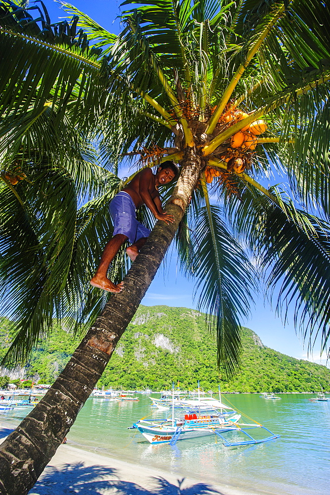 Man climbing on a coconut tree, El Nido, Bacuit Archipelago, Palawan, Philippines, Southeast Asia, Asia