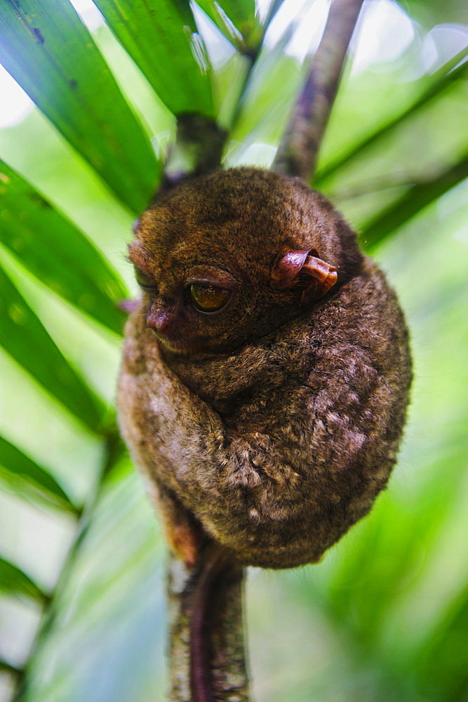 Philippine tarsier (Carlito syrichta), smallest monkey in the world, Bohol, Philippines, Southeast Asia, Asia