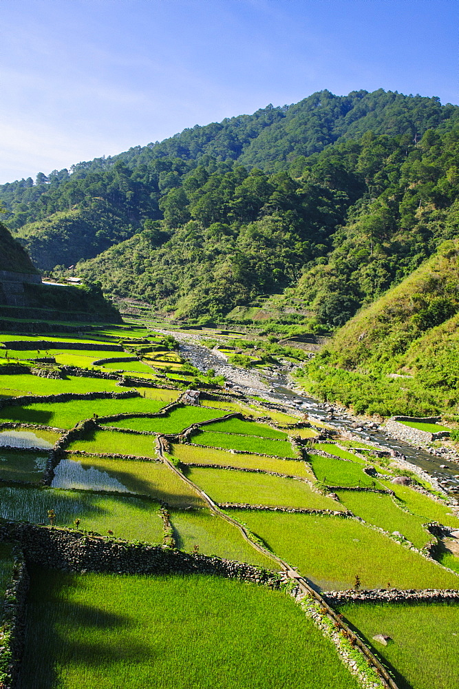 Along the rice terraces from Bontoc to Banaue, Luzon, Philippines, Southeast Asia, Asia