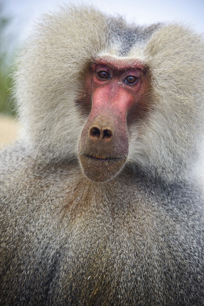 Hamadryas baboon (Papio hamadryas), along the road from Massawa to Asmara, Eritrea, Africa