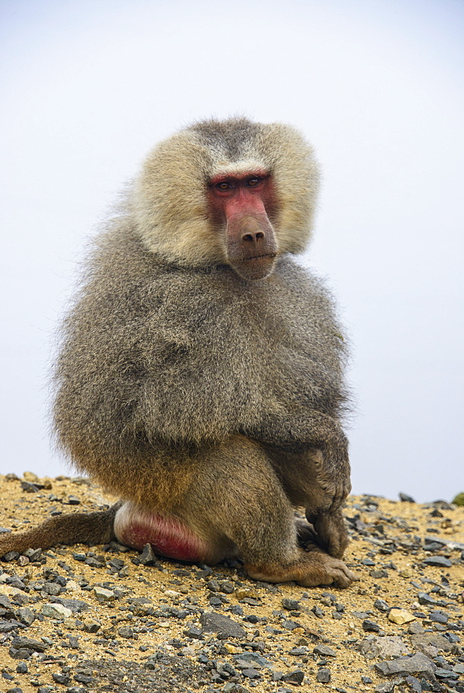 Hamadryas baboon (Papio hamadryas), along the road from Massawa to Asmara, Eritrea, Africa