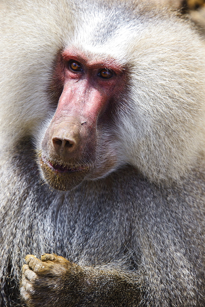 Hamadryas baboon (Papio hamadryas), along the road from Massawa to Asmara, Eritrea, Africa