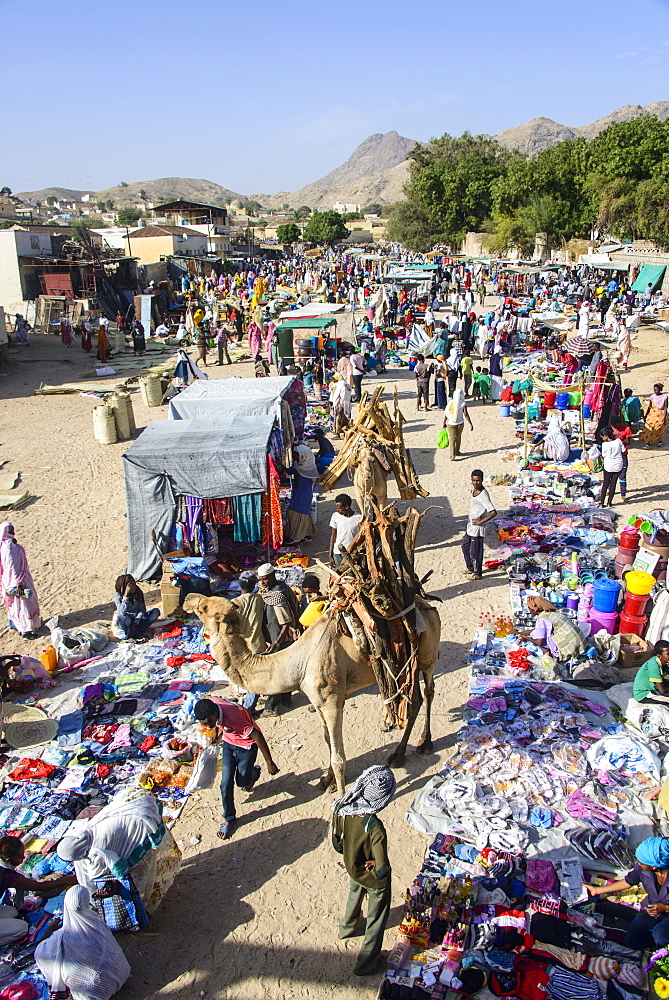 Loaded camel walking through  the colourful Monday market of Keren, Eritrea, Africa