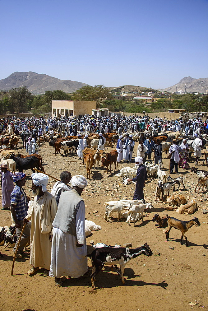 The Monday animal market of Keren, Eritrea, Africa