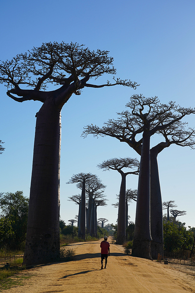 Allee des Baobabs (Avenue of the Baobabs), Morondava, Menabe region, Western Madagascar, Africa