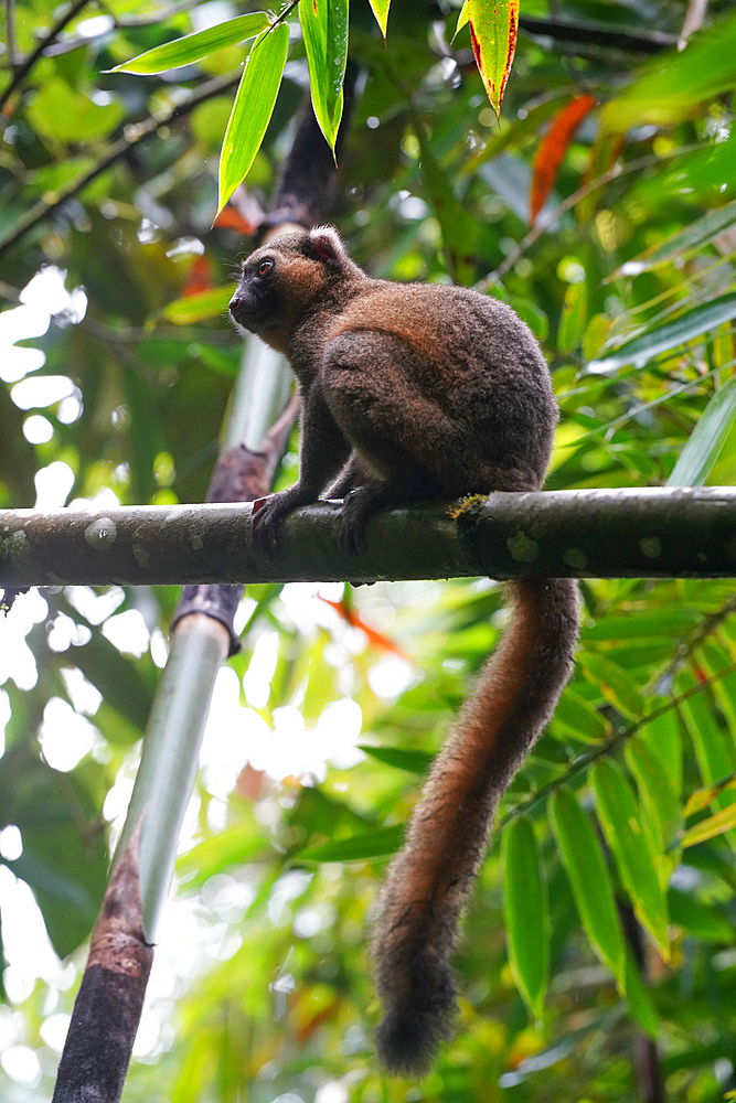 Greater bamboo lemur (Prolemur simus), Parc National de Ranomafana, Ranomafana, Central Madagascar, Africa