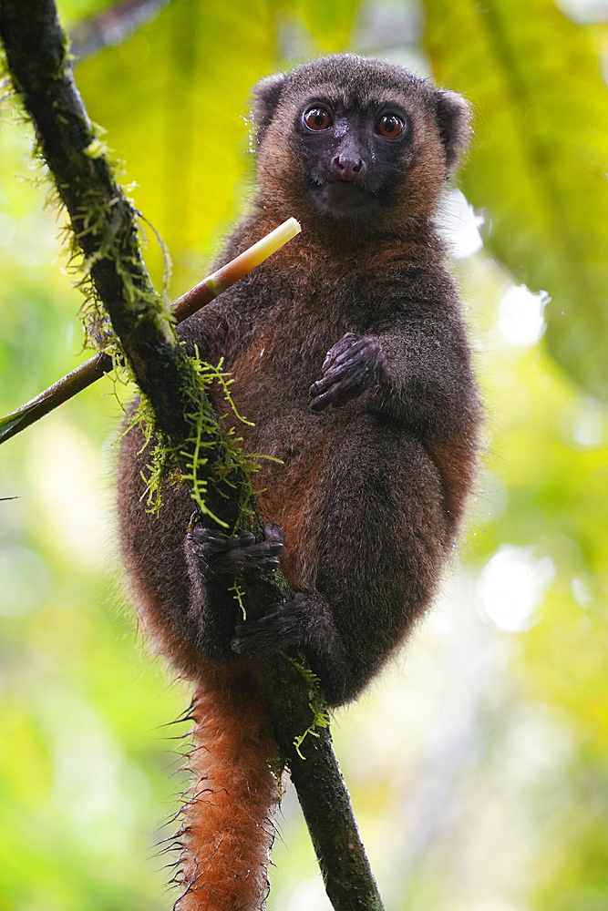 Greater bamboo lemur (Prolemur simus), Parc National de Ranomafana, Ranomafana, Central Madagascar, Africa