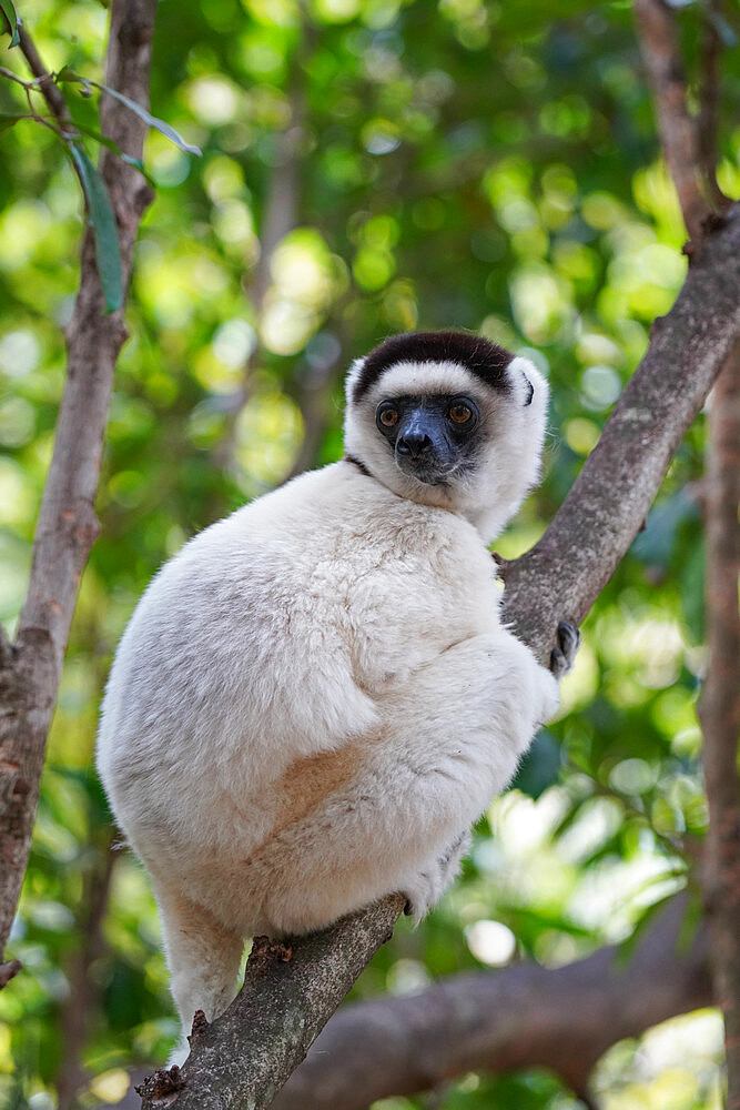 Verreaux's sifaka (Propithecus verreauxi), Isalo National Park, Fianarantsoa province, Ihorombe Region, Southern Madagascar, Africa