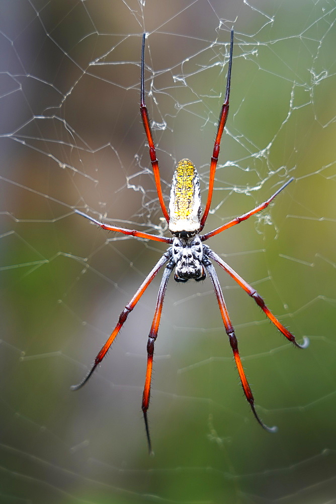 Madagascar Golden Orb Weaver (Nephila inaurata madagascariensis) female on the web, Isalo National Park, Southern Madagascar, Africa