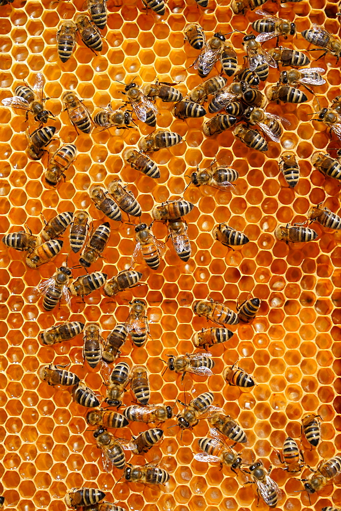 Carniolan honey bees, Santa Giustina, Belluno, Italy, Europe