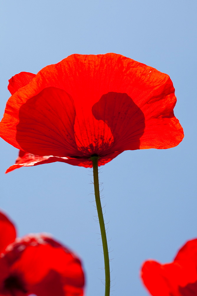 Poppies, Padua province, Veneto, Italy, Europe