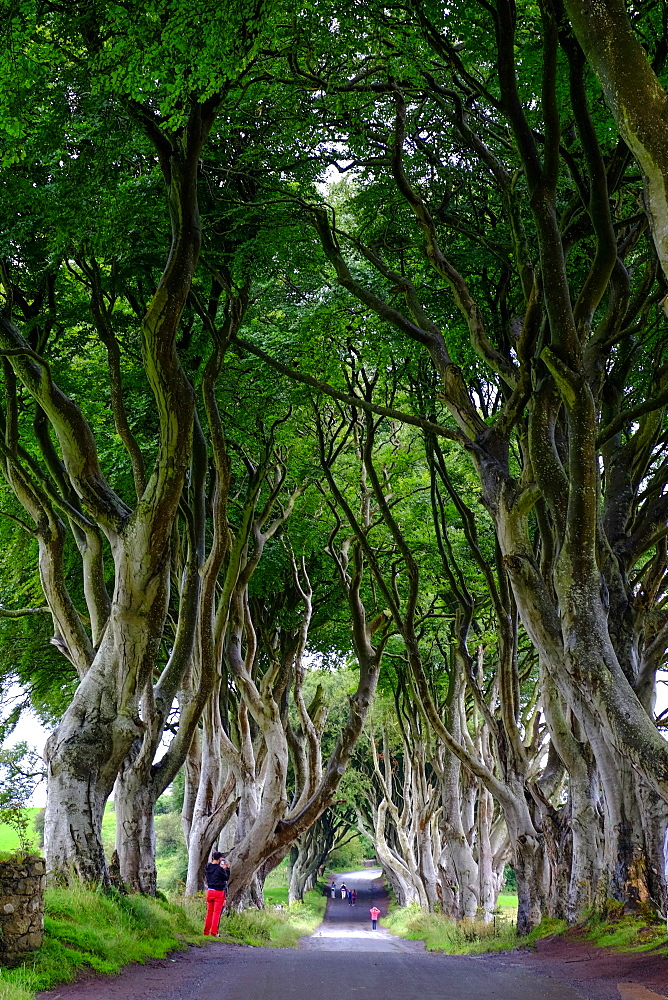 The Dark Hedges, an avenue of beech trees, Game of Thrones location, County Antrim, Ulster, Northern Ireland, United Kingdom, Europe