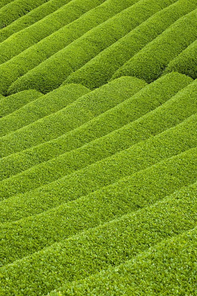 Rows of green tea bushes growing on the Makinohara tea plantations in Shizuoka, Japan