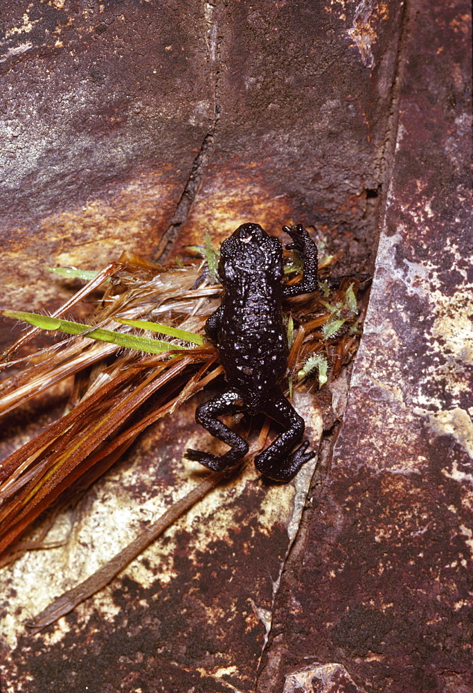 Black frog (Oreophrynella quelchii), Roraima summit, Venezuela, South America