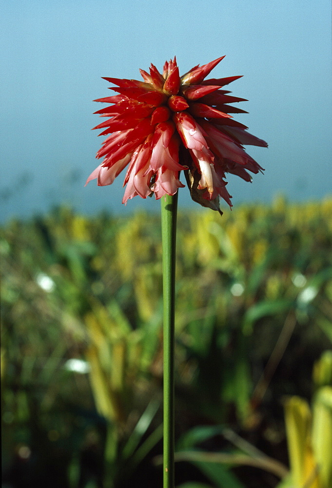 Cerro Autana, Kunhardtia rhodantha (Rapataceae), Amazonas territory, Venezuela, South America