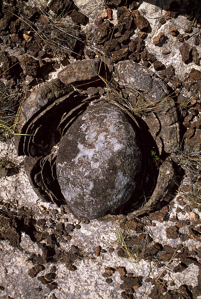 Eroded granite near Mount Roraima, Gran Sabana, Estado Bolivar, Venezuela, South America