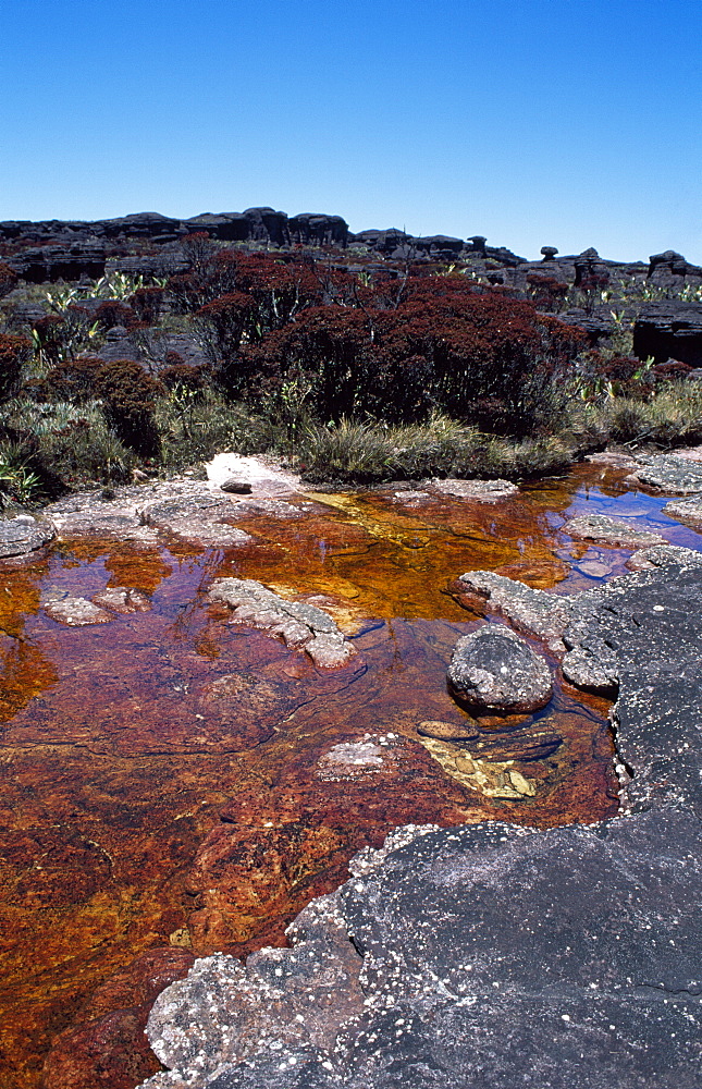 Blackwater River and Bonnetia roraimae, Mount Roraima summit, Brazilian sector, Roraima State, Brazil, South America 