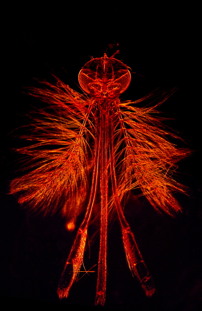 Dark Field Light Micrograph of a male Mosquito (Anopheles sp.), magnification x 65 (if print A4 size: 29.7 cm wide)