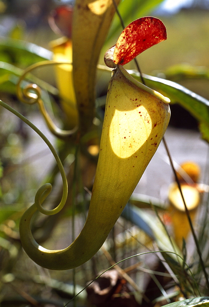 Madagascar pitcher plantï¾ (Nepenthes madagascariensis), a carnivorous plant that produces impressive pitchers that catch insect prey, Madagascar, Africa