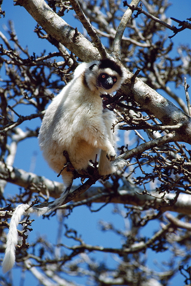 Verreaux's Sifaka (Propithecus verreauxi) feeding on tree, Berenty Reserve, Southern Madagascar, Africa