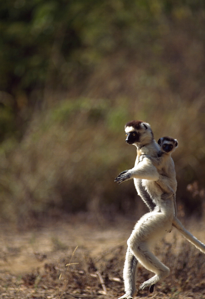 Verreaux's Sifaka (Propithecus verreauxi), mother with baby on back hopping on ground, Berenty Reserve, Southern Madagascar, Africa